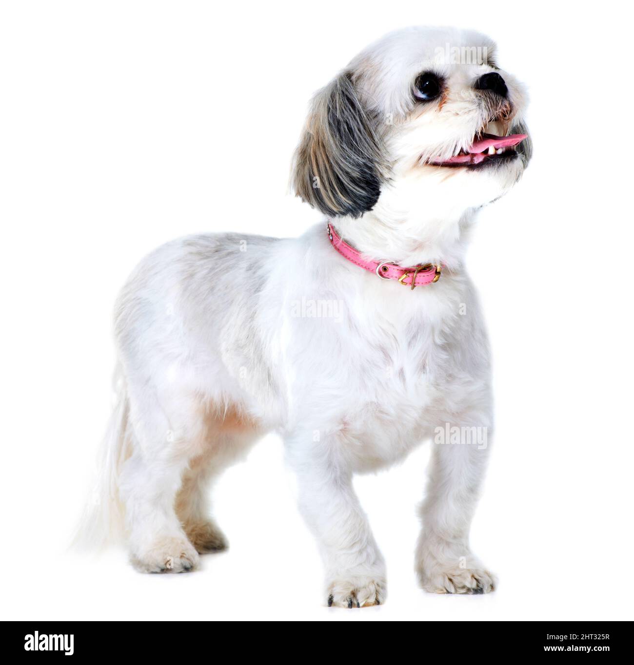 In attesa di una delizia. Studio girato di un adorabile lhasa apso cucciolo isolato su bianco. Foto Stock