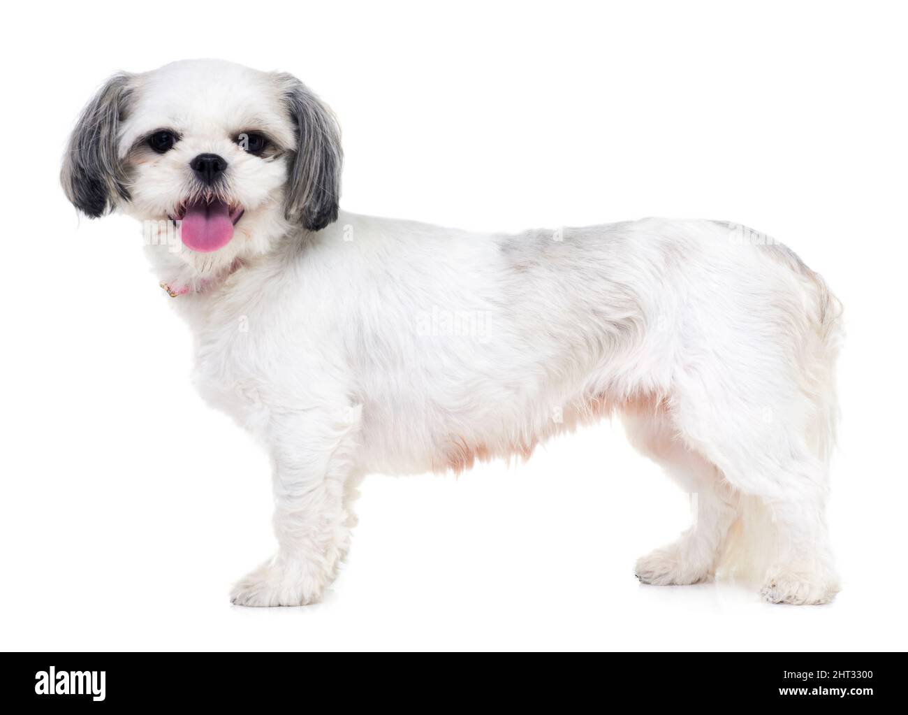 Ammalato essere il vostro animale domestico perfetto. Studio girato di un adorabile lhasa apso cucciolo isolato su bianco. Foto Stock