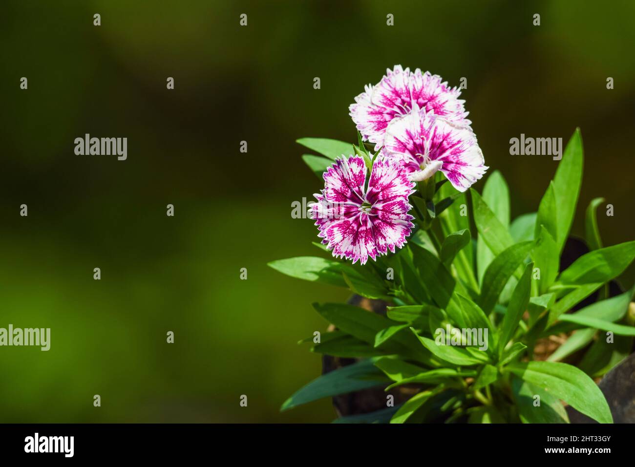 Dianthus fiore rosa chiamato rosa bacia una pianta perenne. Due colori o bicolore ombreggiato bianco e rosa linee dianthus fiori close up Foto Stock