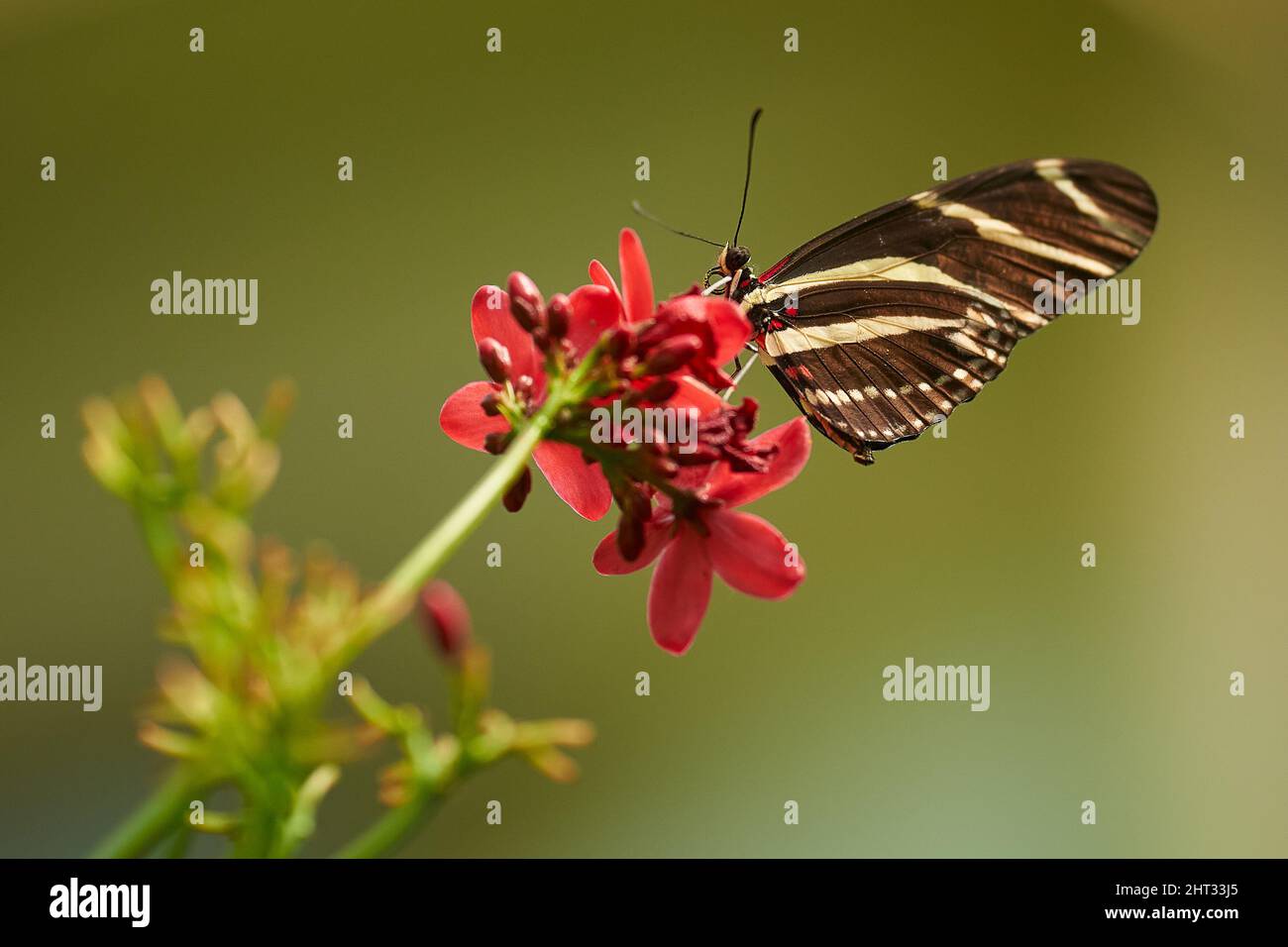 Macro di Zebra farfalla Heliconica su un fiore Foto Stock