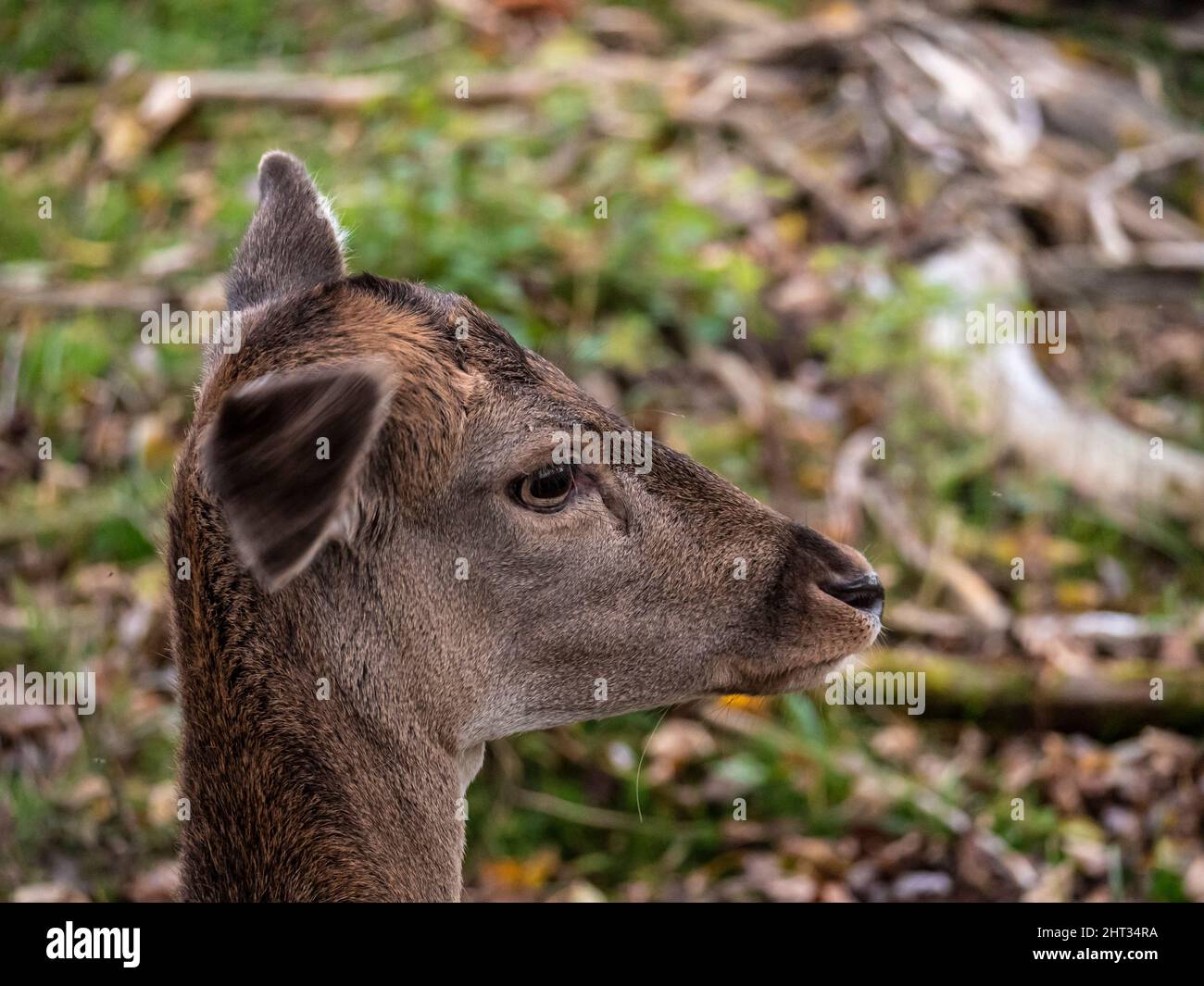 ritratto di un cervo giovane nella foresta Foto Stock