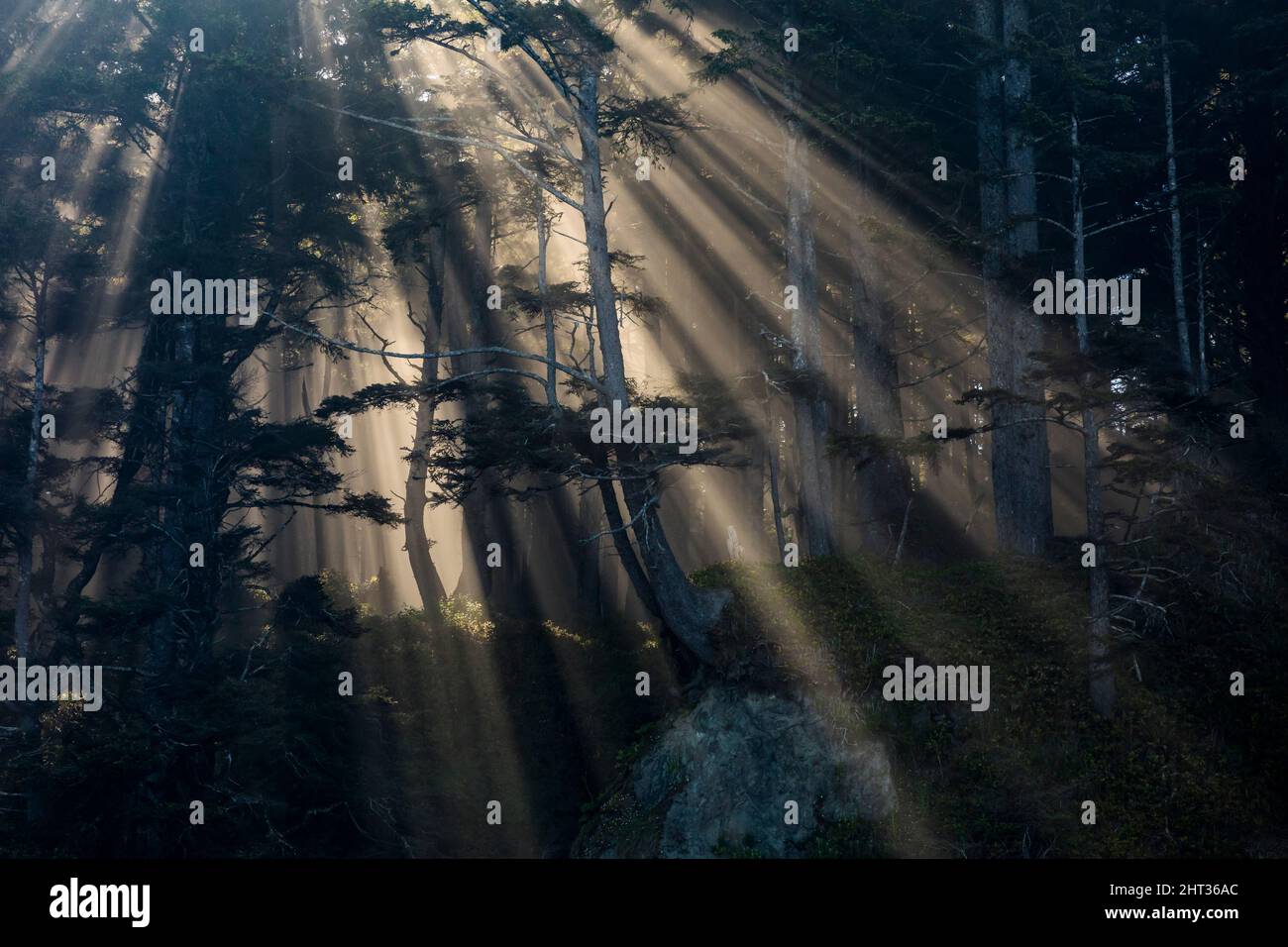 Raggi di luce del sole brillano attraverso la foresta sulla costa meridionale del Parco Nazionale Olimpico, Washington, USA. Foto Stock