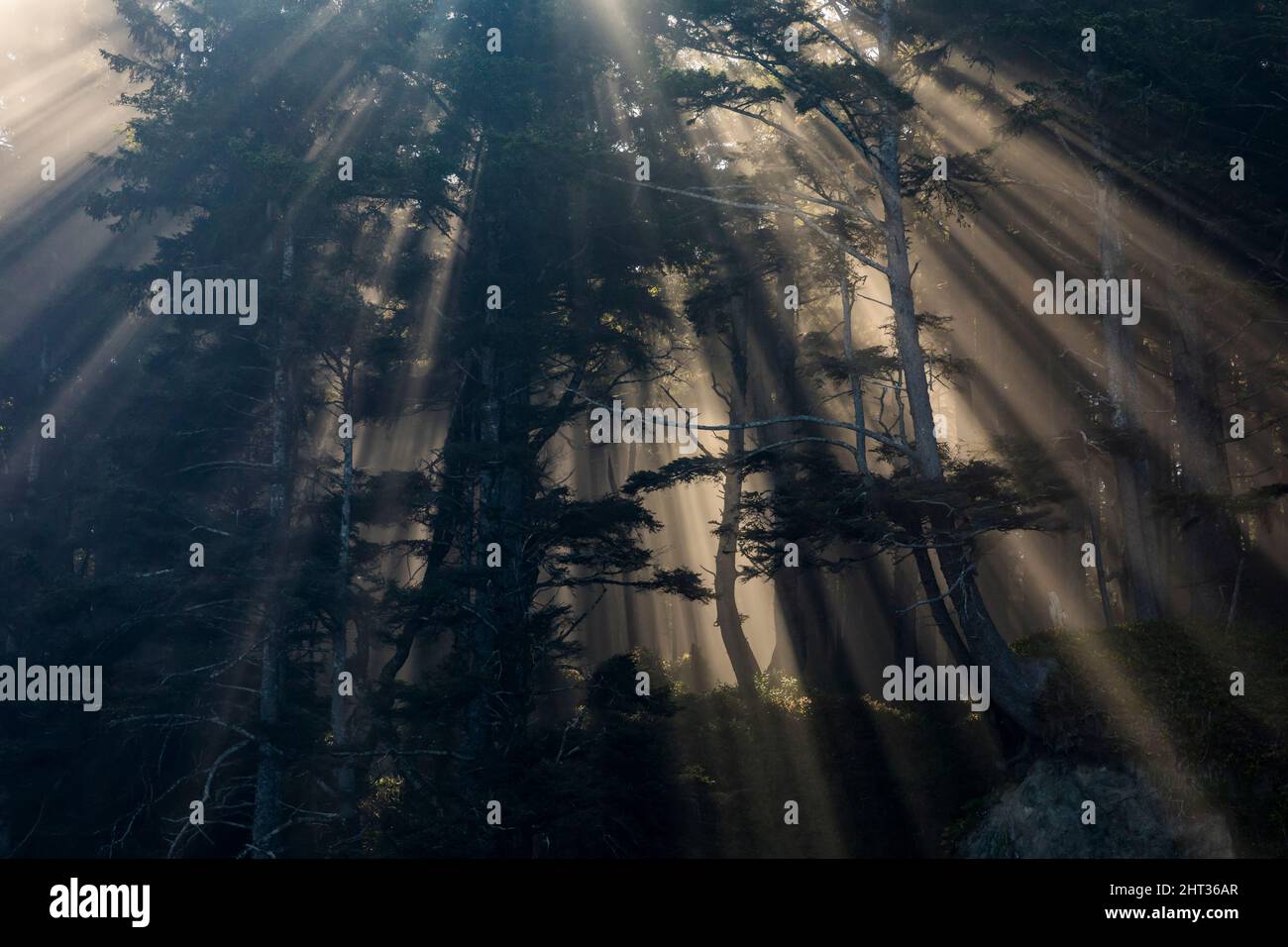 Raggi di luce del sole brillano attraverso la foresta sulla costa meridionale del Parco Nazionale Olimpico, Washington, USA. Foto Stock