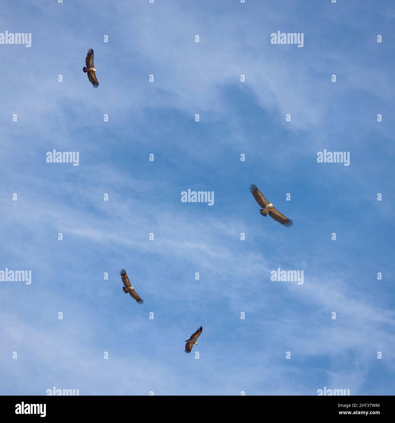 Avvoltoi che girano nel cielo Foto Stock