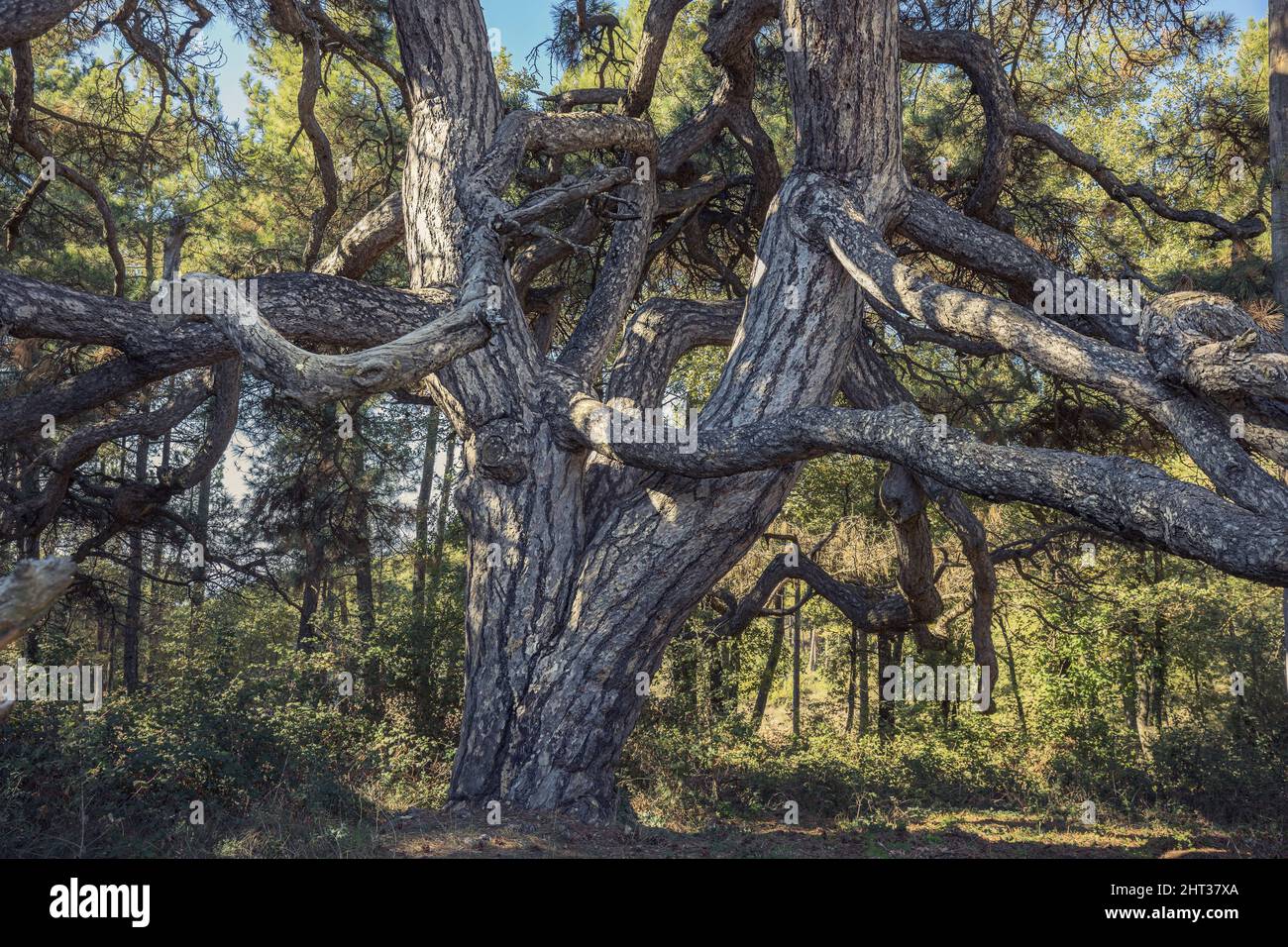Old Twisted Pine a Solsones, Catalogna Foto Stock
