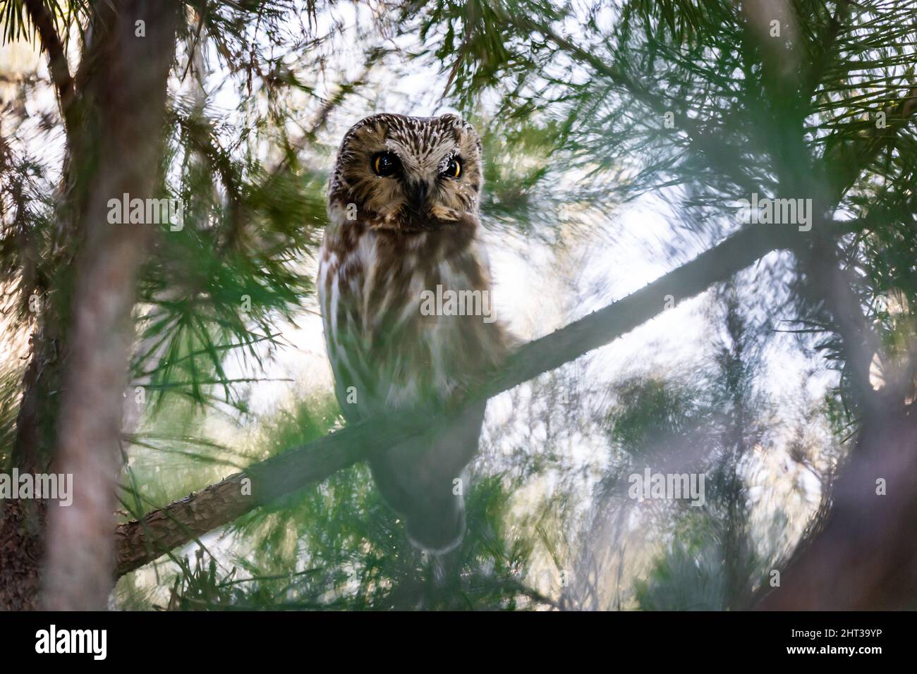 Primo piano di un gufo in piedi su un ramo d'albero con uno sguardo attento Foto Stock