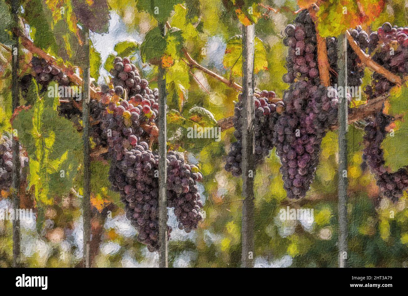 Grappolo di uve rosse tra bar, pittura ad olio Foto Stock