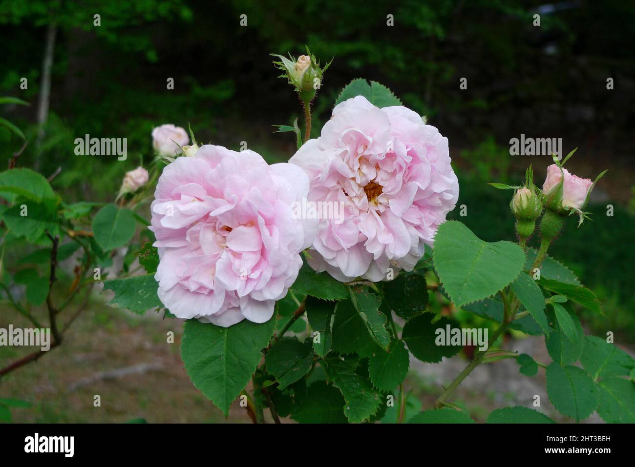 Rose 'fanciulle' Foto Stock