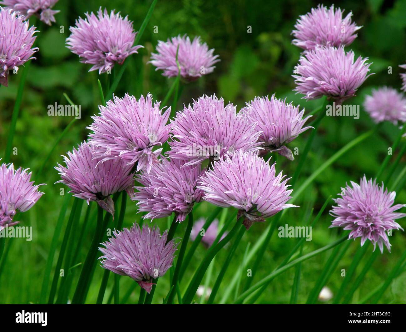 Erba cipollina di fioritura Foto Stock