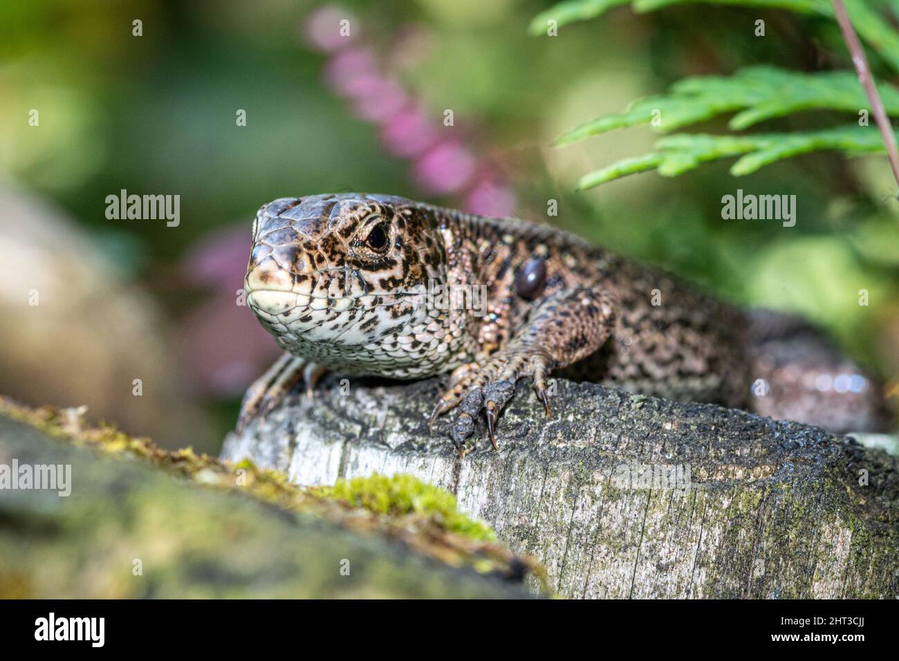 Un primo colpo di una piccola lucertola di sabbia su una pietra Foto Stock
