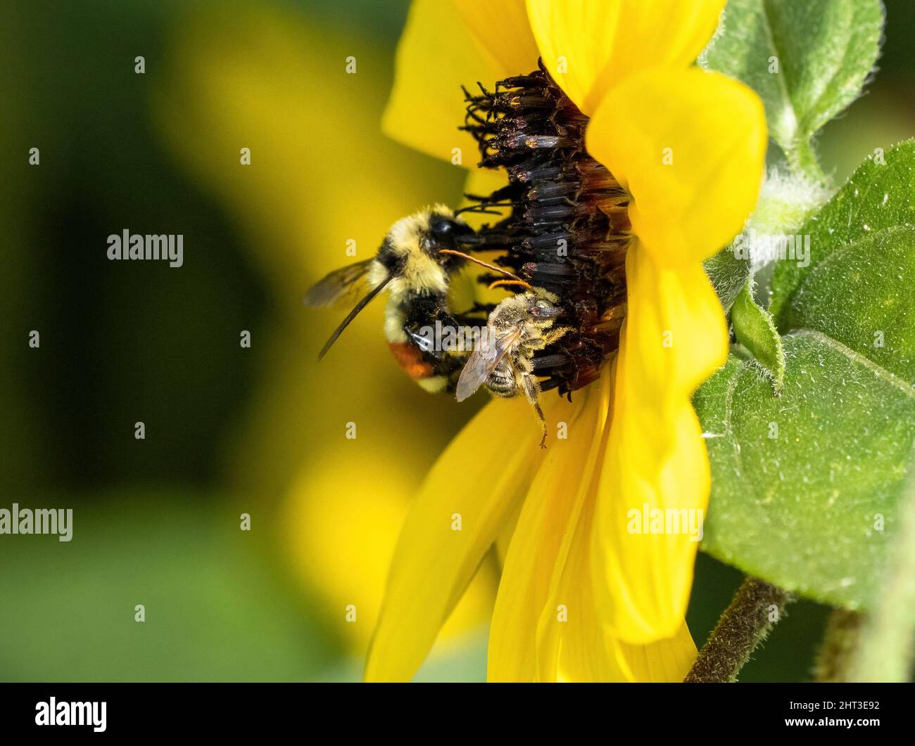 Due diversi tipi di api impollinanti sullo stesso girasole. Un'ape maschio a corna lunga in prima linea e un Bumblebee con cintura arancione nella parte posteriore. Foto Stock