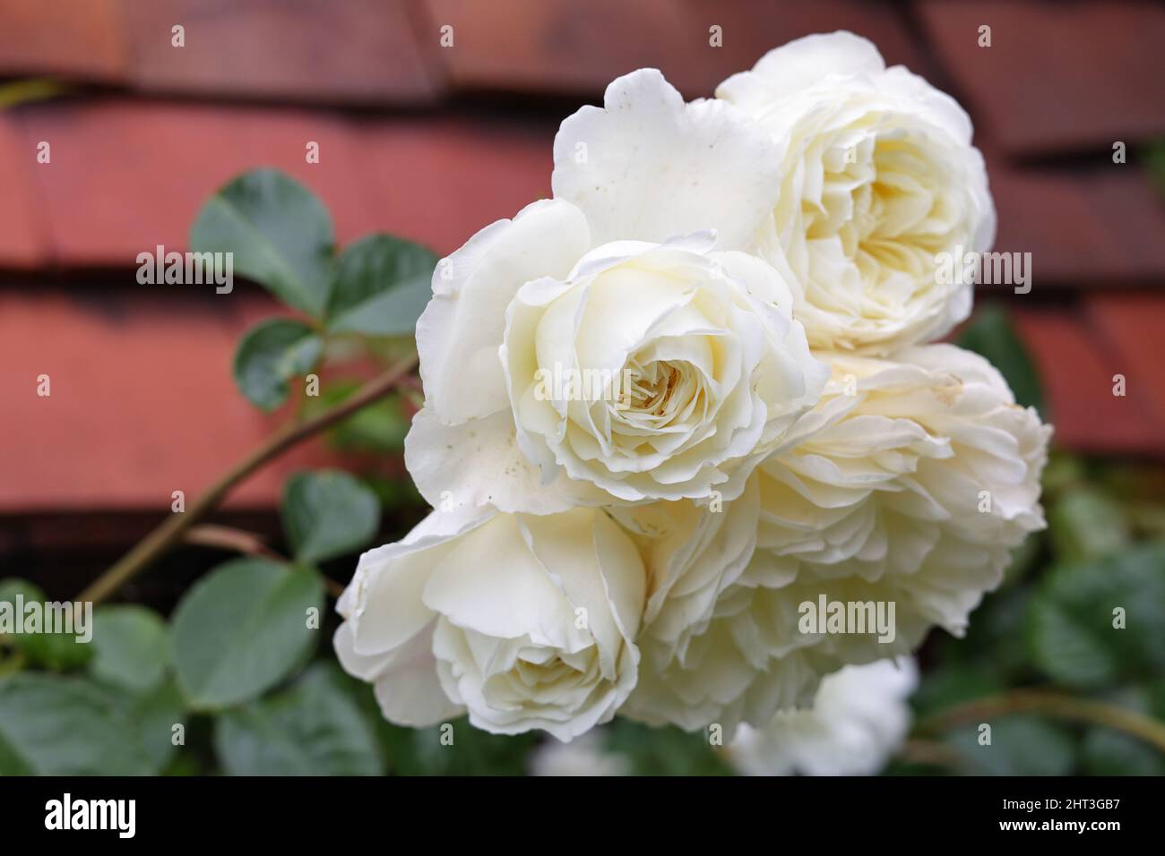 Wightwick Manor e giardini attrazioni a Wolverhampton Foto Stock