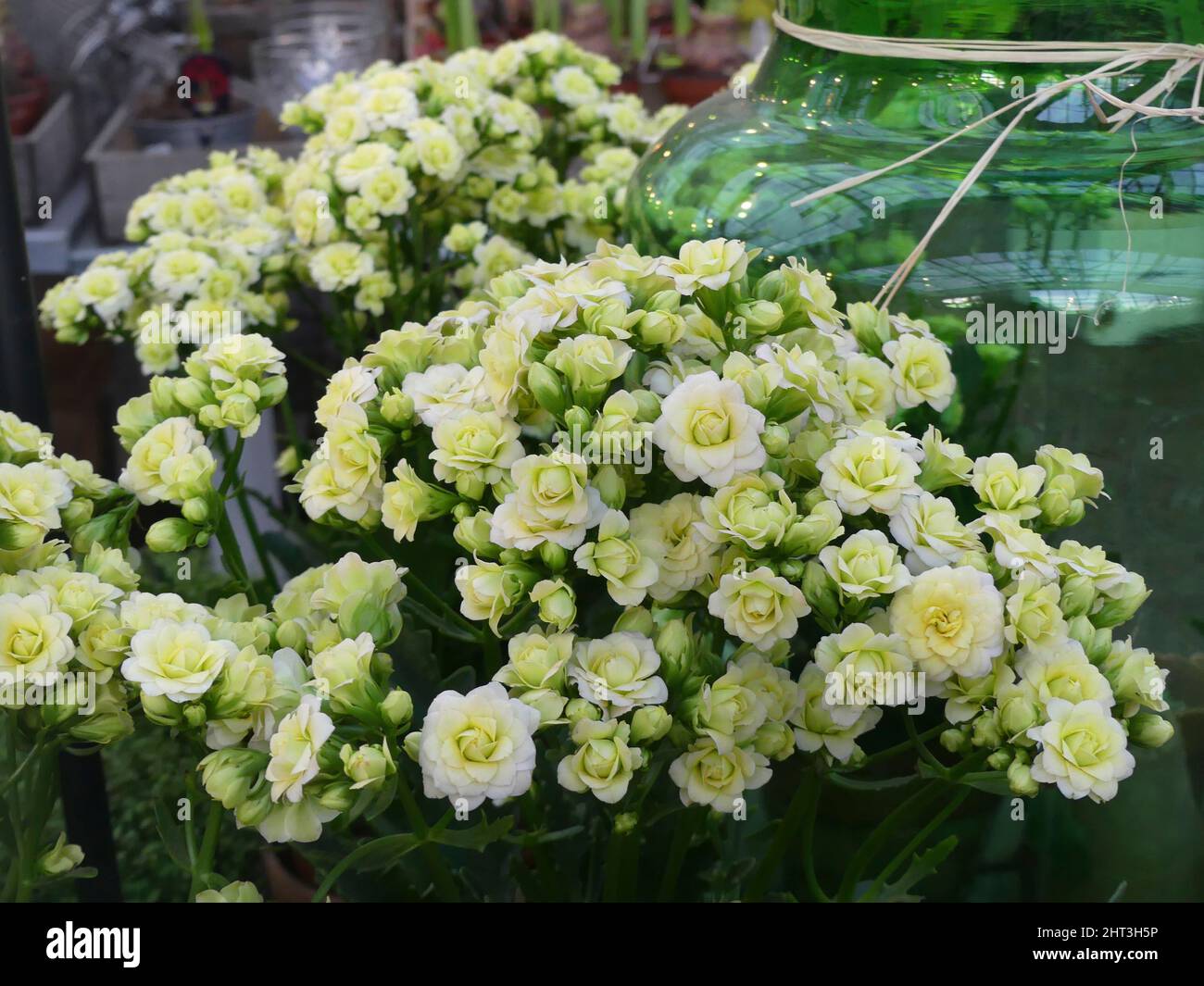 Kalanchoe Foto Stock