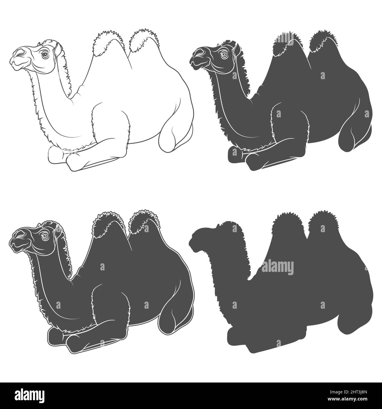 Set di illustrazioni in bianco e nero con cammello bactria. Oggetti vettoriali isolati su sfondo bianco. Illustrazione Vettoriale