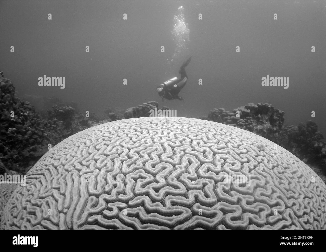 Foto in scala di grigi di un subacqueo che esplora la vita marina sott'acqua Foto Stock