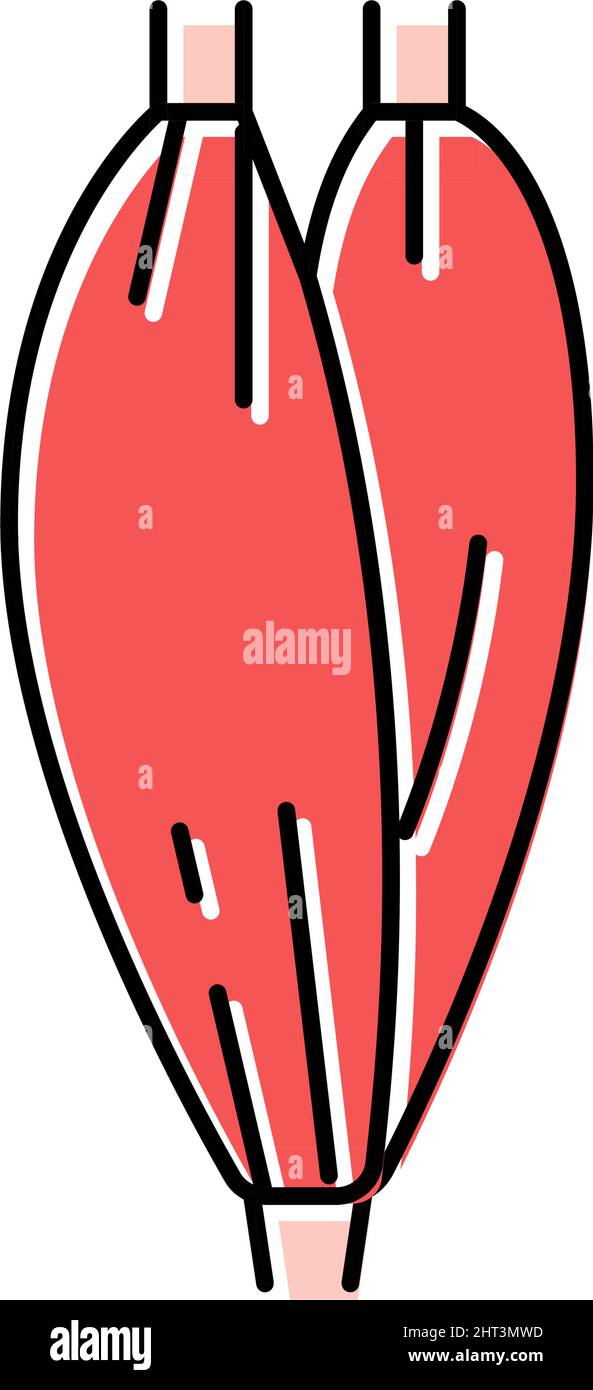 immagine vettoriale dell'icona del colore dell'anatomia umana muscolare Illustrazione Vettoriale