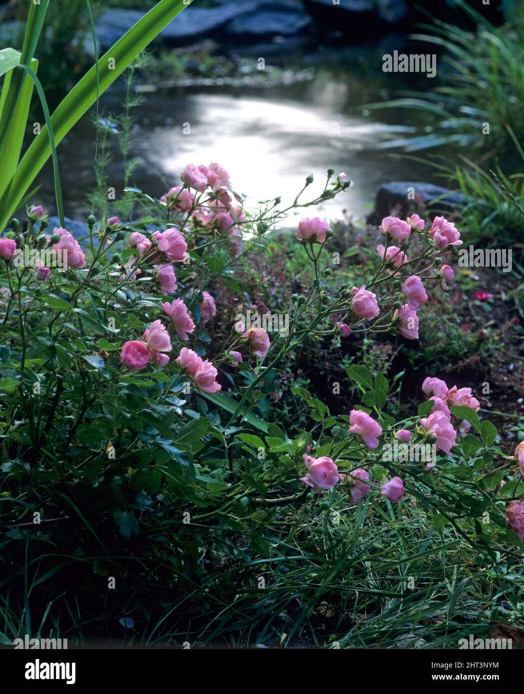 La rosa 'la Fata' dal laghetto giardino Foto Stock