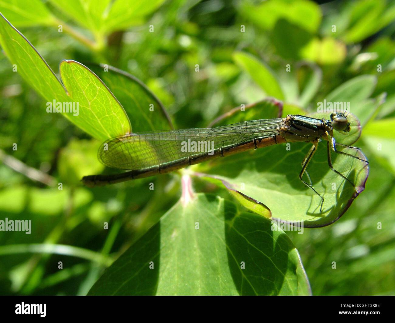 Ragazza libellula Foto Stock
