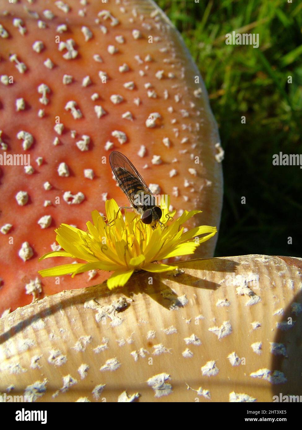 Fiore volare Foto Stock
