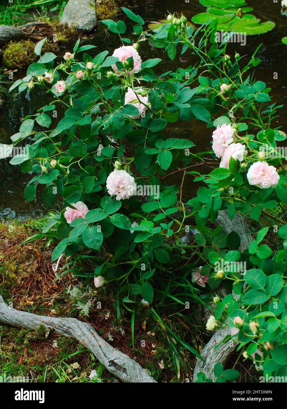 Rosa 'Maidens Blush' Foto Stock