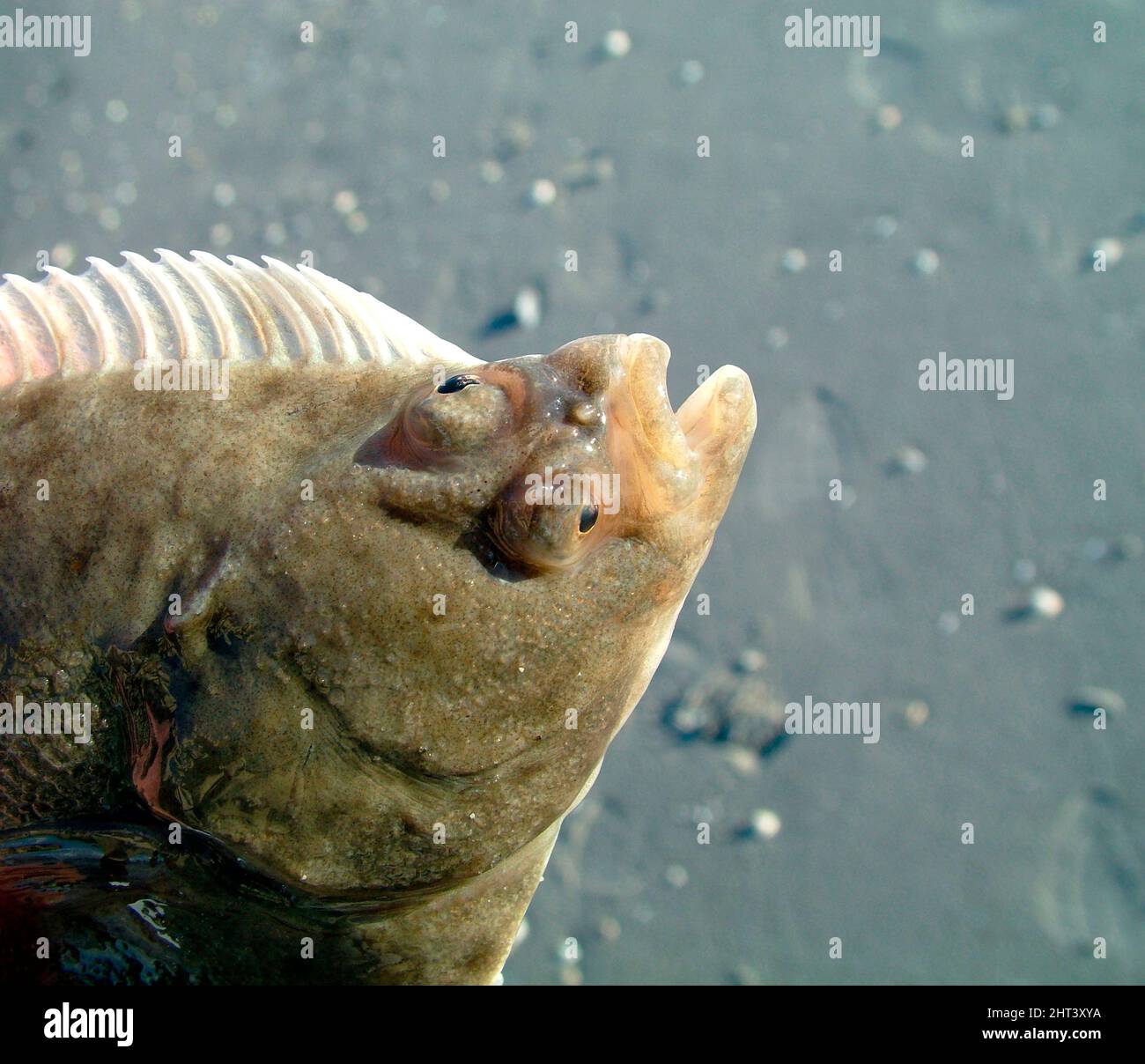 Pesce piatto sulla spiaggia di sabbia Foto Stock