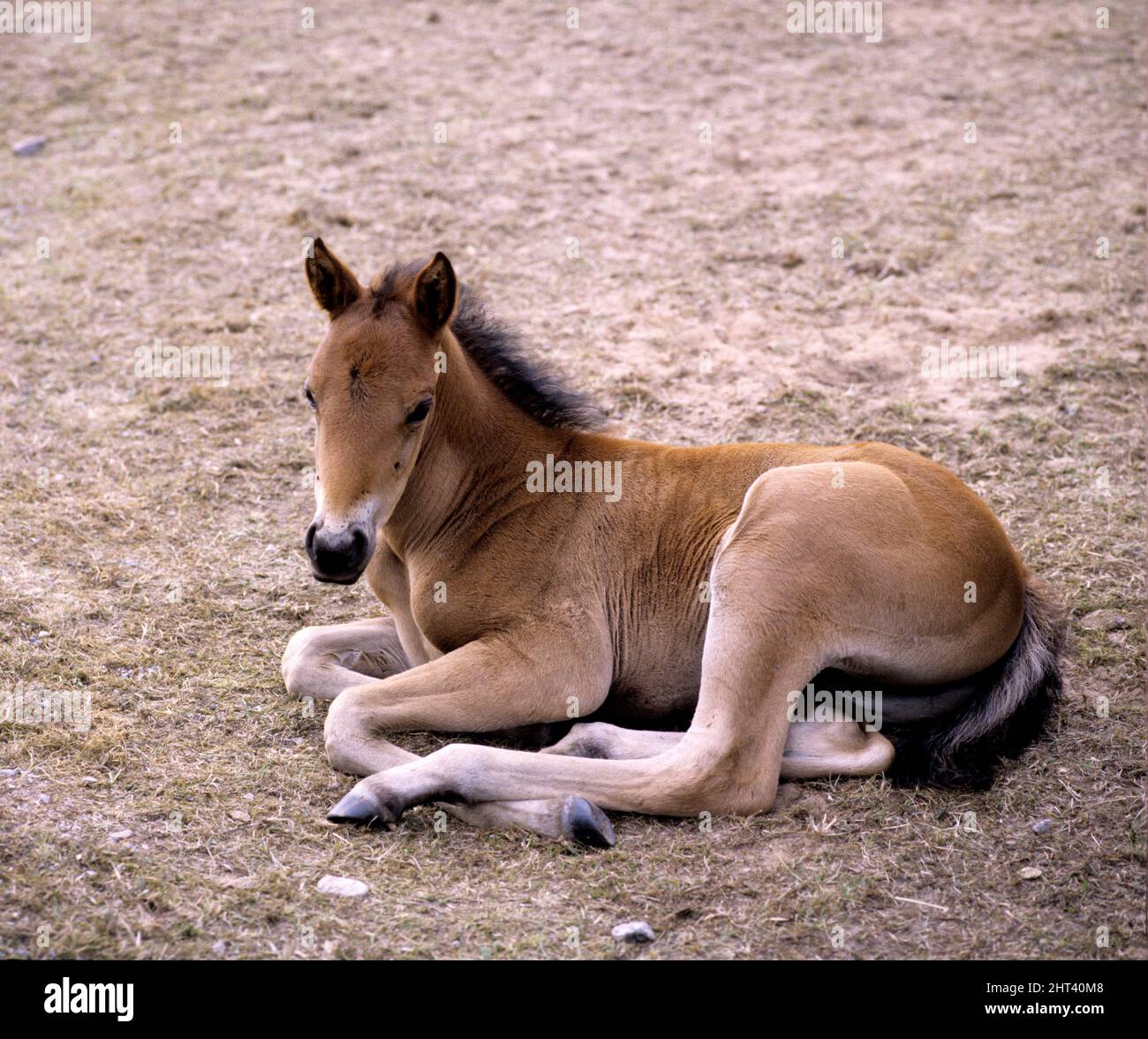 Cavallo fallo mentire e riposare Foto Stock