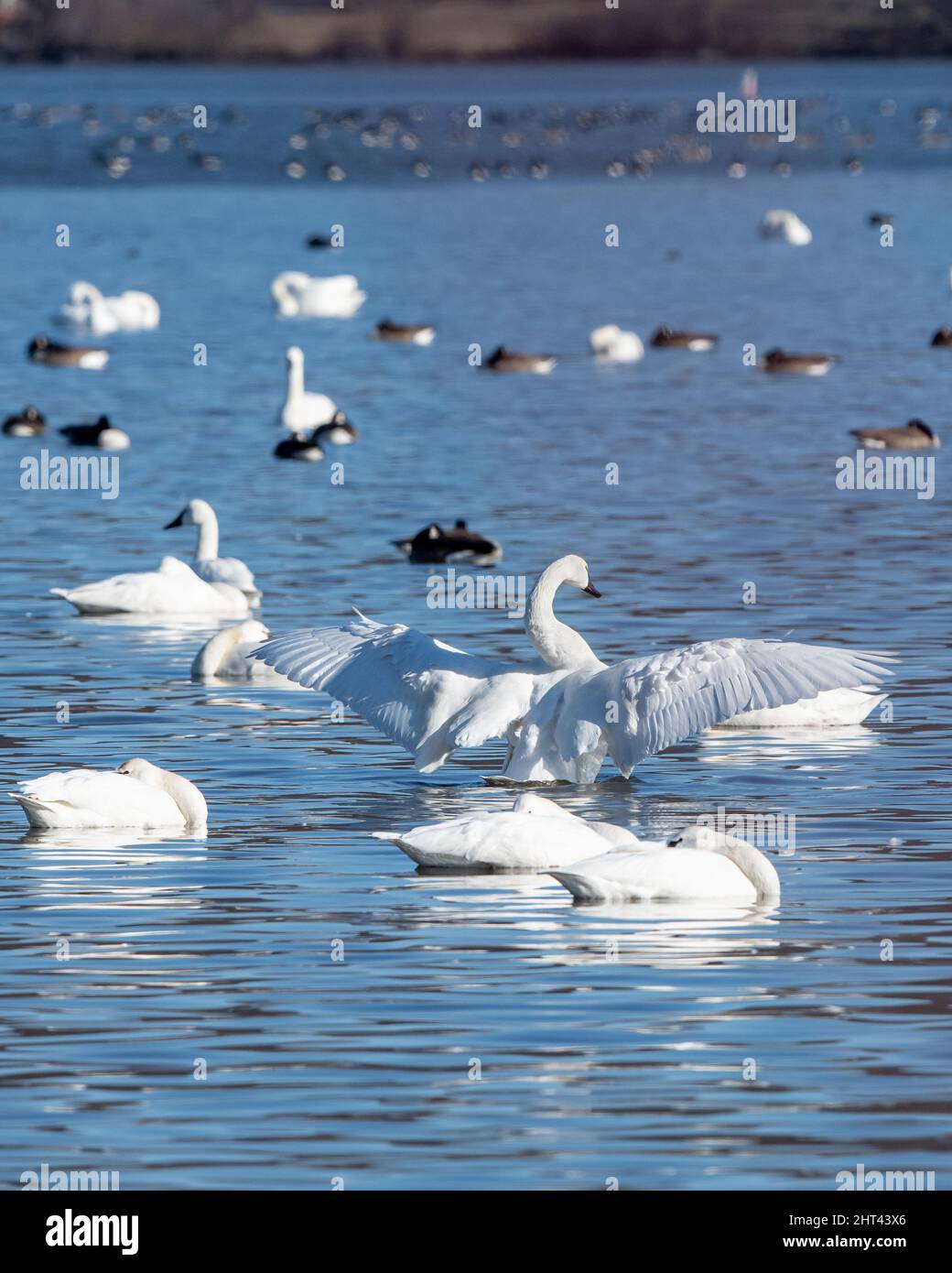 Oche di neve Anser caerulescens / gregge di galline d'oca di neve migrando a nord per Spring Middle Creek Reservoir state Park in Pennsylvania. Annuale Foto Stock