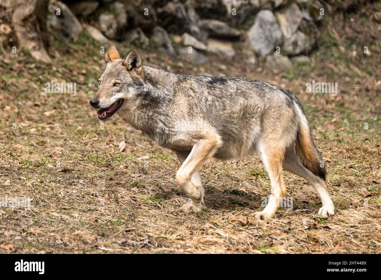 Lupo italiano (canis lupus italicus) nel centro faunistico 'Uomini e. Foto Stock