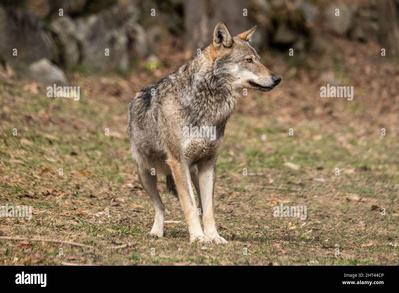 Lupo italiano (canis lupus italicus) nel centro faunistico 'Uomini e. Foto Stock
