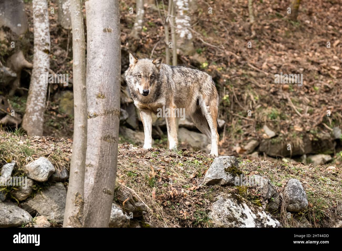 Lupo italiano (canis lupus italicus) nel centro faunistico 'Uomini e. Foto Stock