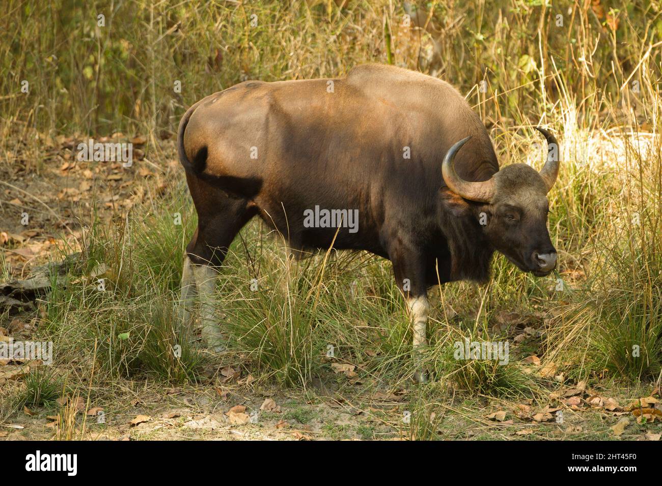 Gaur (Bos gaurus), maschio grande. Pench National Park, Madhya Pradesh, USA Foto Stock