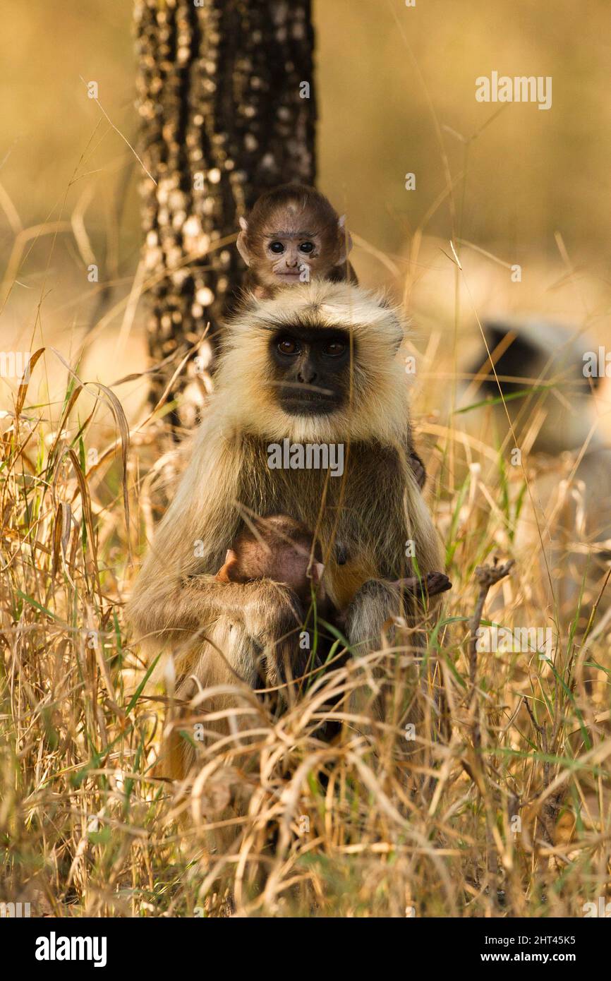 Pianure settentrionali grigio langur (Semnopithecus entellus), madre con neonati. Pench National Park, Madhya Pradesh, India Foto Stock