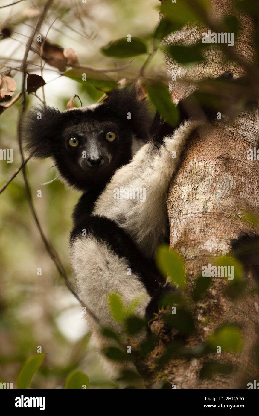 Indri (Indri indri), in un albero, da vicino. Maadgascar Foto Stock