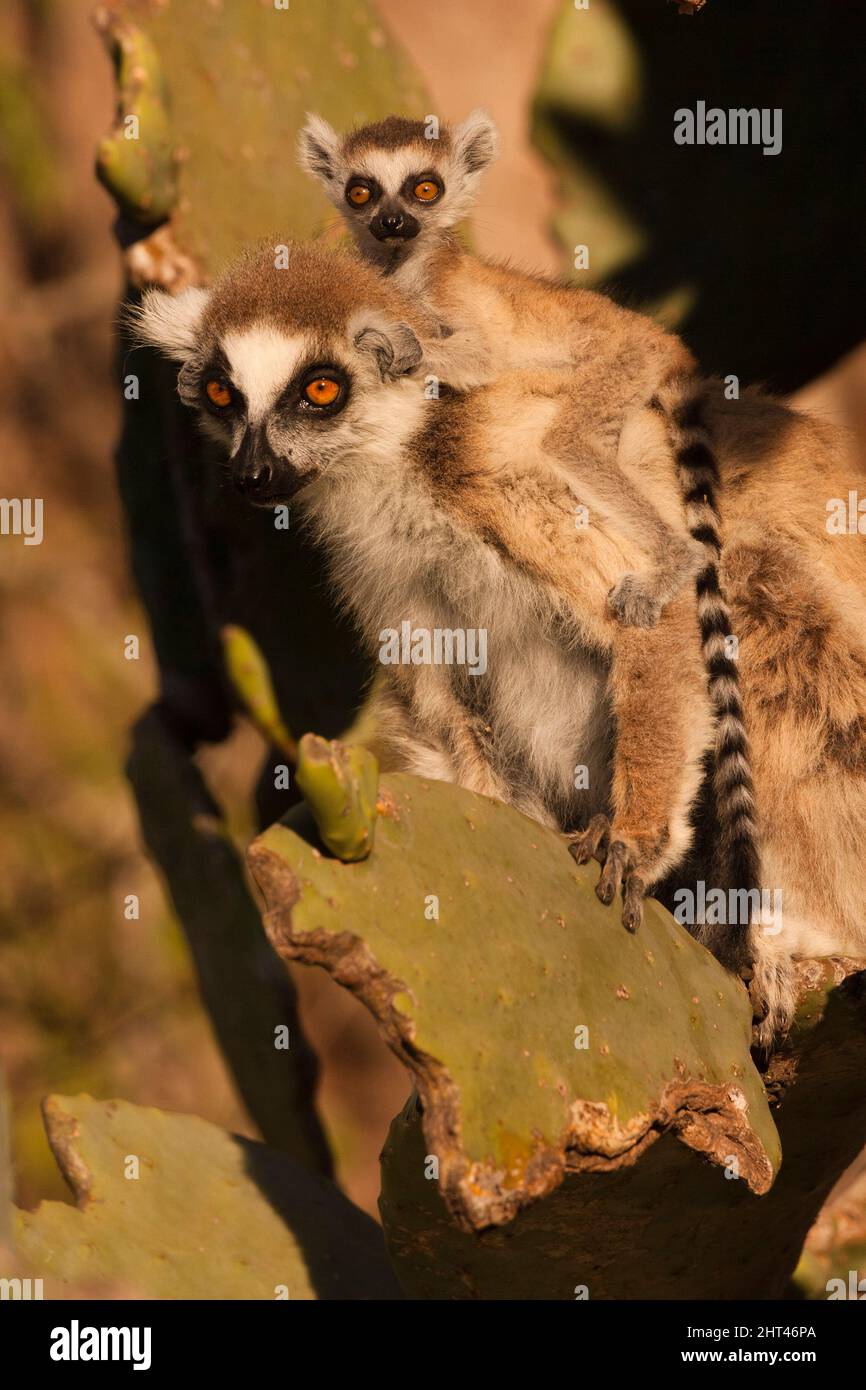 Lemuri a coda di rondine (Lemur catta), adulti che trasportano giovani. Riserva di Berenty, Madagascar Foto Stock