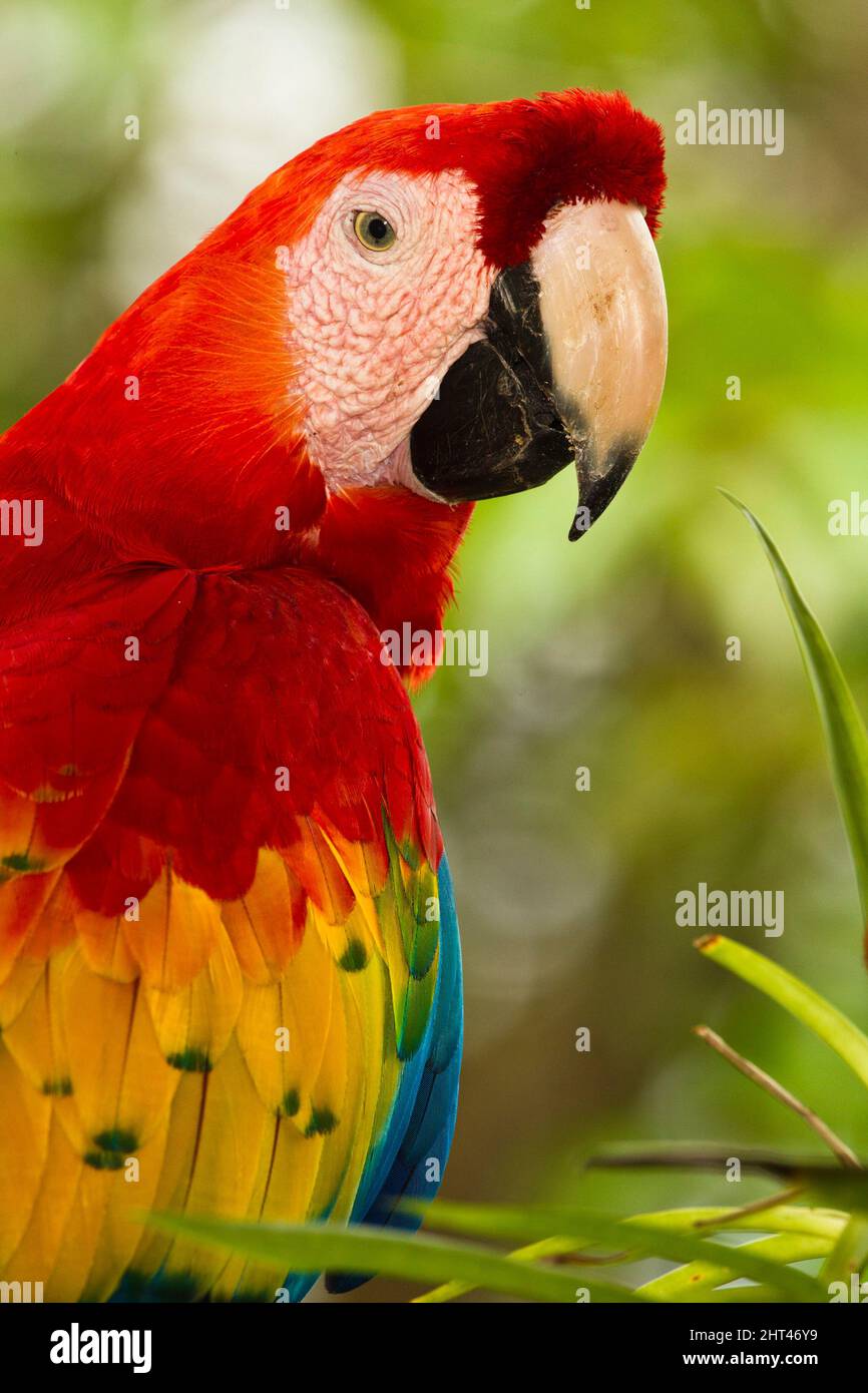 Scarlatto macaw (Ara macao), Sarapiqui, Costa Rica Foto Stock