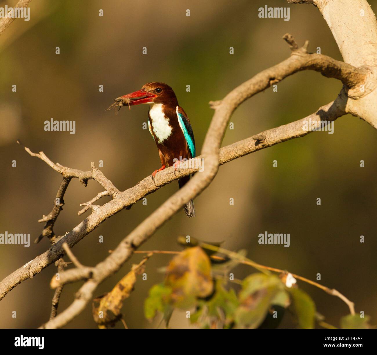 Martin pescatore a gola bianca (Halcyon smyrnensis), con un insetto nel suo scarlatto. Pench National Park, Madhya Pradesh, India Foto Stock