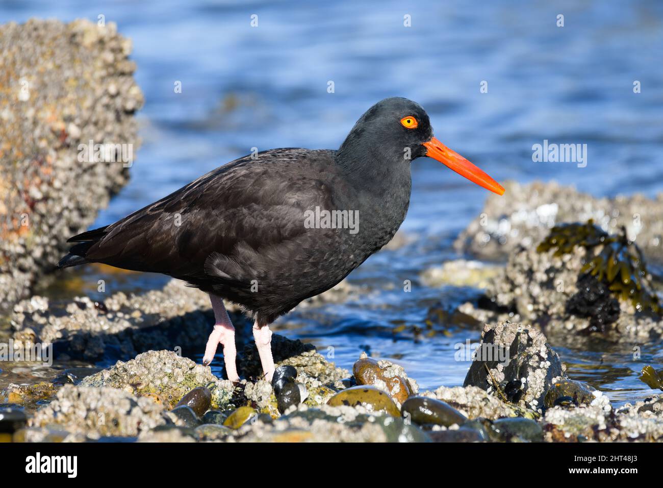 Black Oystercatcher in primo piano camminando lungo una costa rocciosa con lungo bordo arancione e occhio giallo Foto Stock