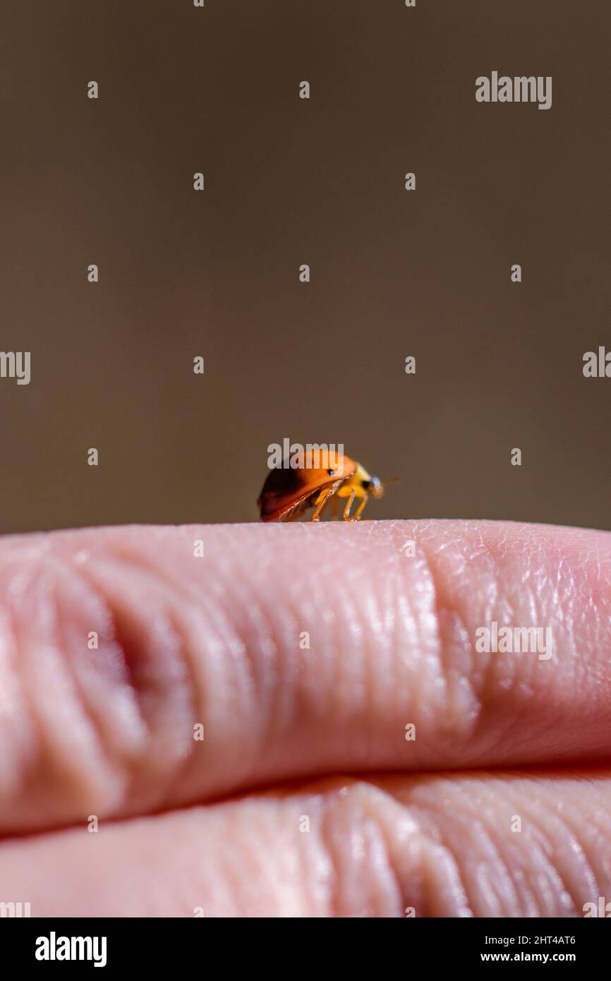 Primo piano di un ladybug su una mano su uno sfondo sfocato Foto Stock