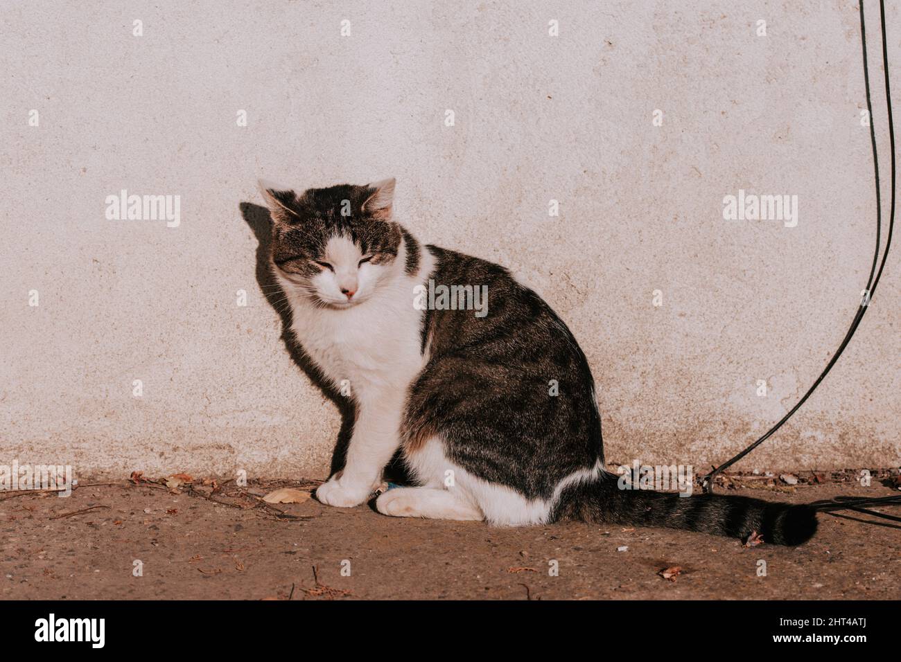 Primo piano di un gatto seduto in un angolo e curiosamente guardando  qualcosa Foto stock - Alamy