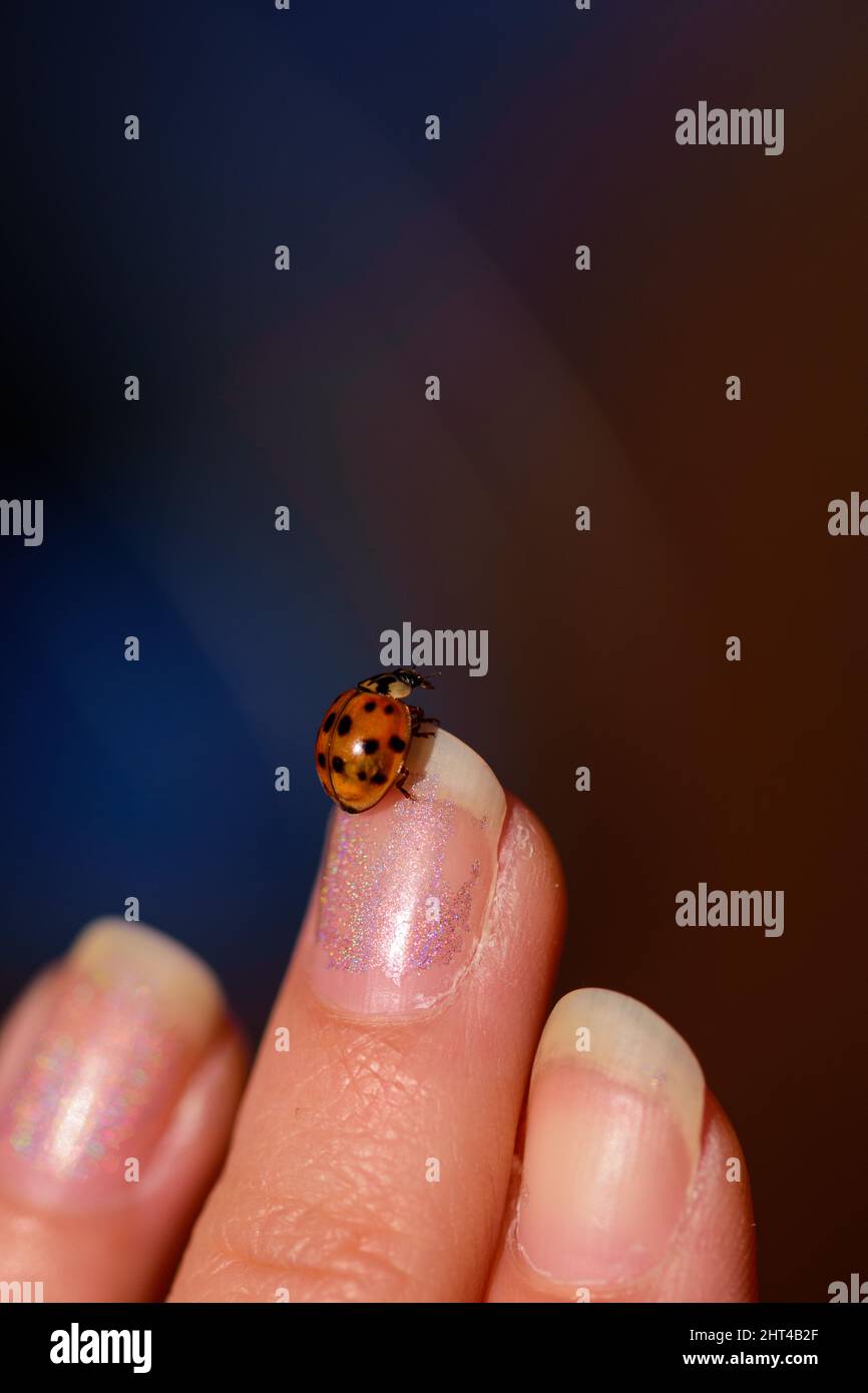 Primo piano di un ladybug su una mano su uno sfondo sfocato Foto Stock