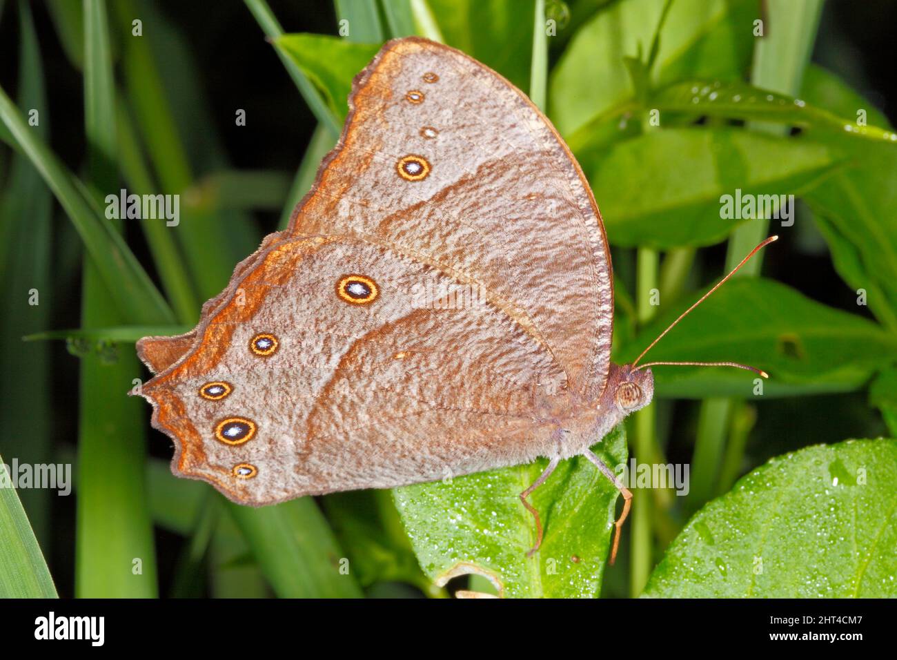 Serata comune farfalla marrone, Melanitis leda. Sono crepuscolari, sono attivi intorno all'alba, al crepuscolo e alla sera. Durante il giorno si riposano Foto Stock