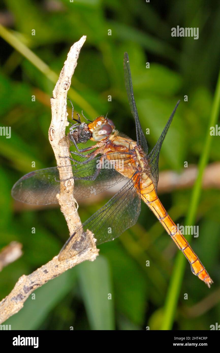 Fiery Skimmer Dragonfly, Orthetrum villosovittatum. Femmina con preda in bocca. Coffs Harbour, New South Wales, Australia Foto Stock