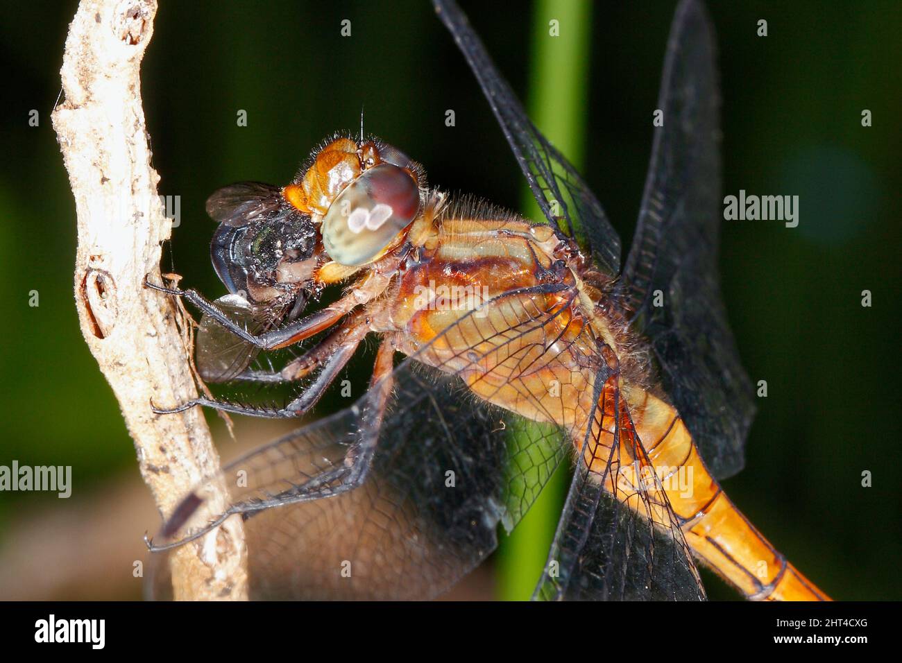 Fiery Skimmer Dragonfly, Orthetrum villosovittatum. Femmina con preda in bocca. Primo piano della testa e del viso. Coffs Harbour, New South Wales, Australia Foto Stock