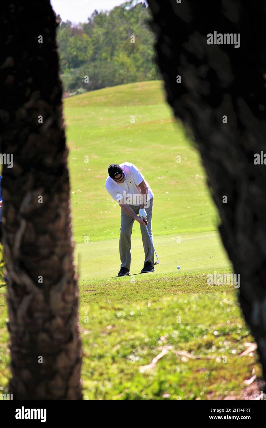 Una foto scattata tra gli alberi di un golfista solista che mette in una giornata perfetta Foto Stock