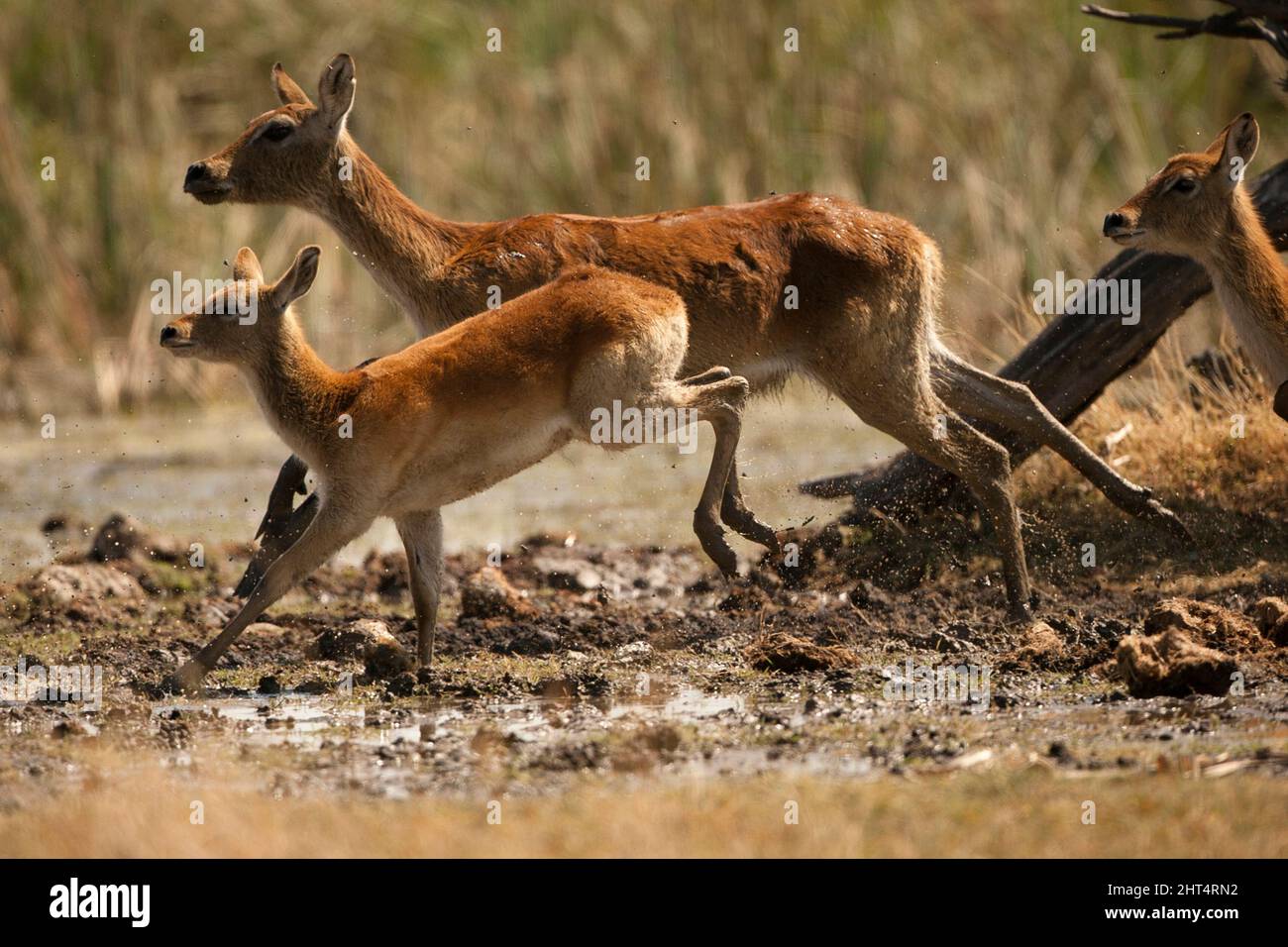 Lechwe rosso (Kobus leche), femmina con giovane, corsa. Riserva di gioco di Moremi, Delta dell'Okavango, Botswana Foto Stock