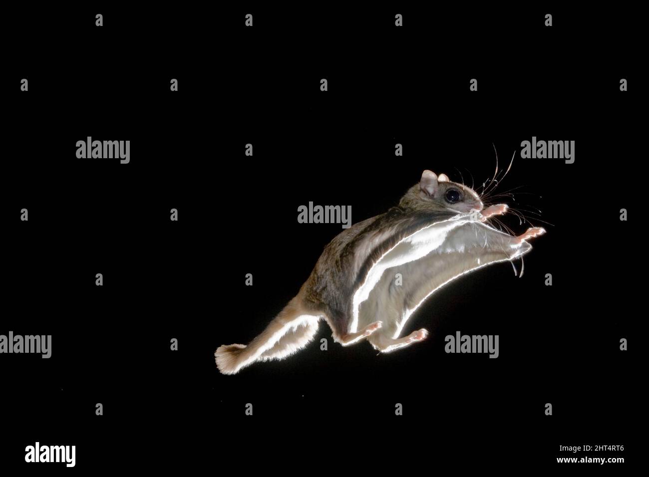 Scoiattolo volante meridionale (Glaucomys volans), spennando o scivolando di notte, sterzando e bilanciando con la sua coda. Arizona, Stati Uniti Foto Stock