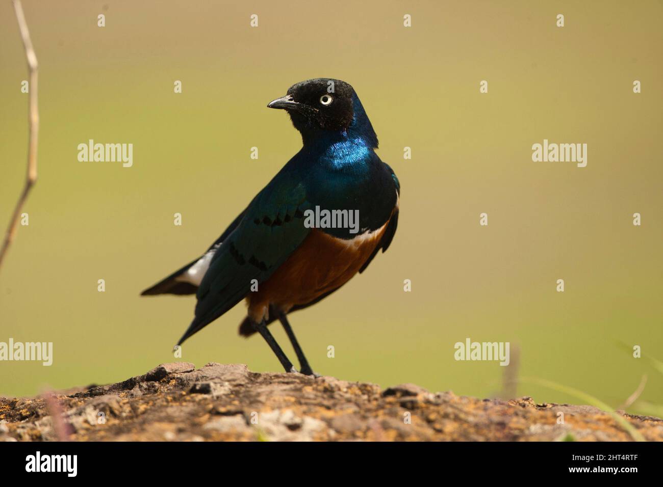 Superba stella (superbus Lamprotornis), i sessi sono simili. Ngorongoro Conservation Area, Tanzania, Africa Foto Stock