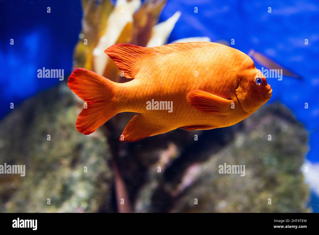 Fuoco selettivo dei pesci Garibaldi arancioni (Hypsypops rubicundus) che nuotano nell'acquario Foto Stock