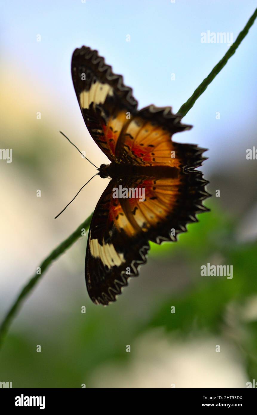 Farfalla marrone, bianca e nera che apre le sue ali su un ramo Foto Stock