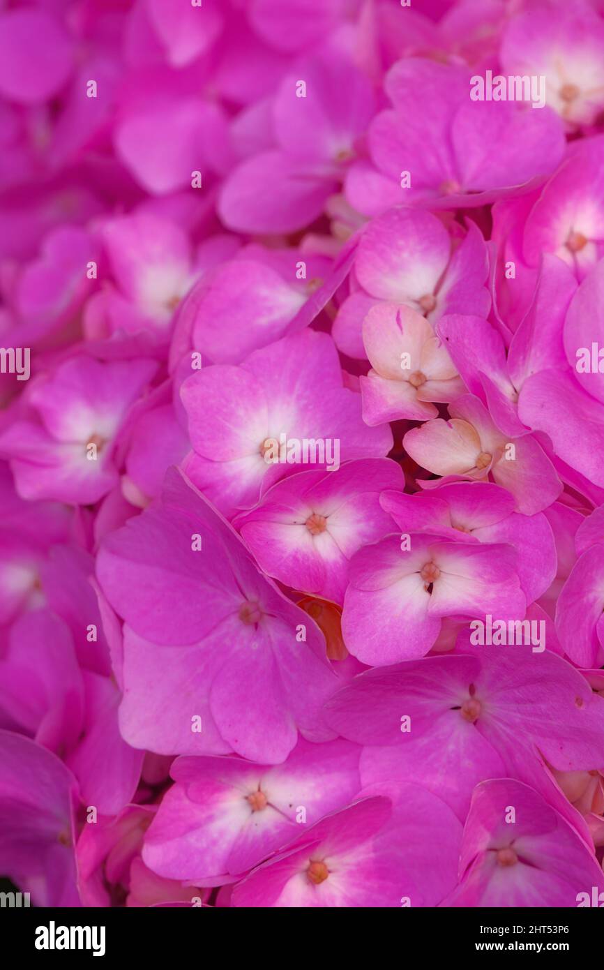 Hidrangea è un genere di 7075 specie di piante da fiore originarie dell'Asia meridionale e orientale e delle Americhe. Di gran lunga la più grande diversità di specie Foto Stock